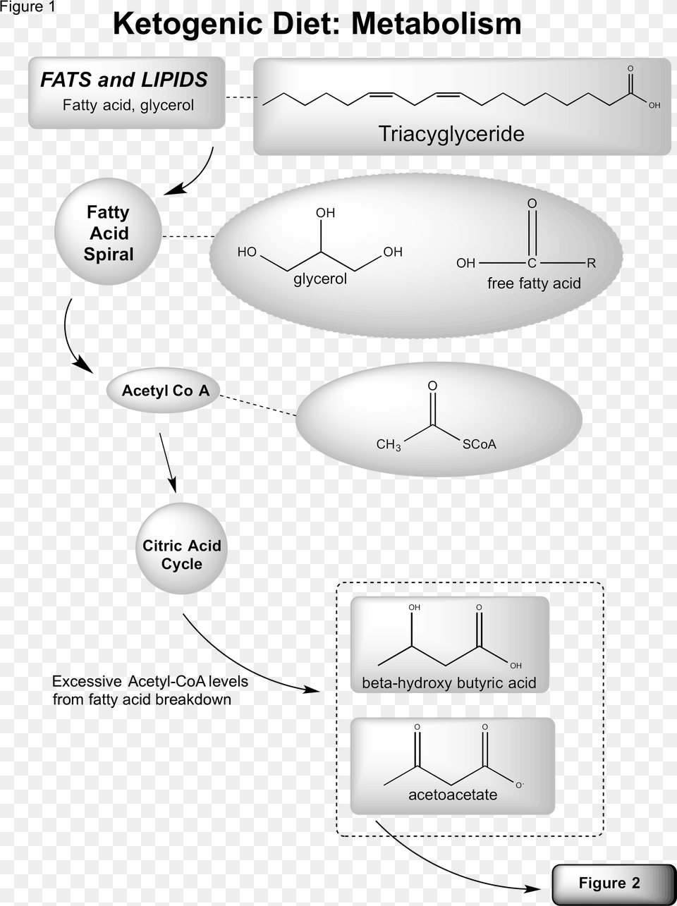 Ketosis Fat Metabolism Pathway Free Png