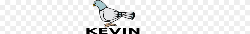 Kevin Pigeon Clip Art, Animal, Bird, Jay Free Png