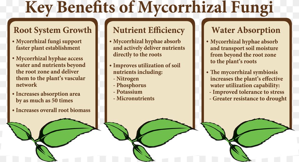 Key Benefits Of Mycorrhizal Fungi, Herbal, Herbs, Leaf, Plant Png Image