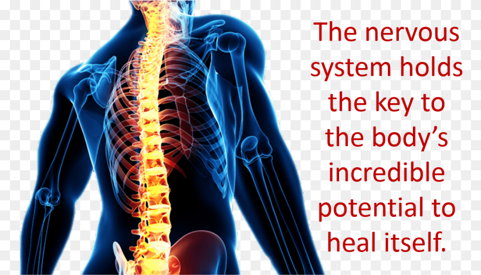 Key Nervous System Holds The Key, Adult, Female, Person, Woman Free Png Download