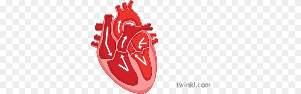 Key Parts Of Heart Diagram Cardiovascular System Organ Blood Illustration, Food, Ketchup Png