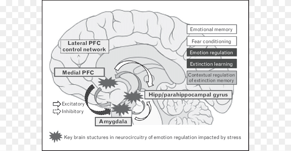 Key Structures In Neurocircuitry Of Fear And Anxiety, Book, Comics, Publication Free Png Download