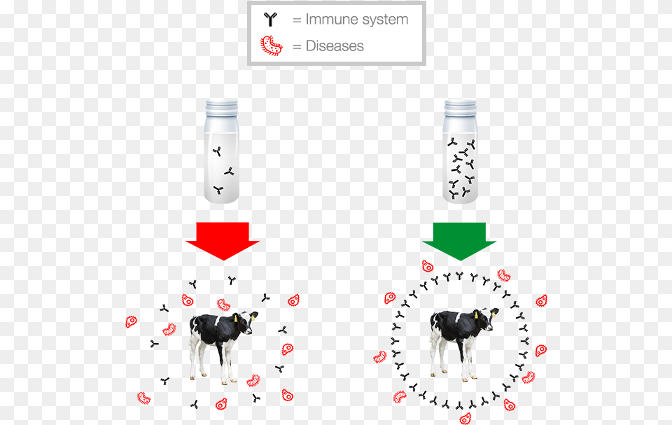 Key To Success, Jar, Animal, Cattle, Cow Free Transparent Png