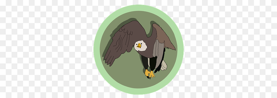 Keywords Animal, Bird, Eagle, Beak Png Image