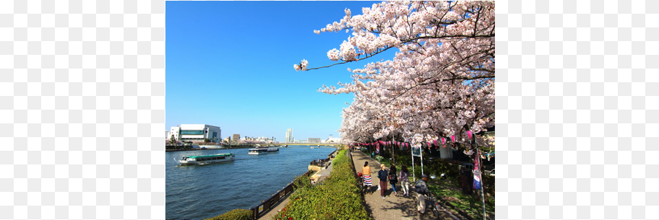 Keywords Cherry Blossom, Waterfront, Water, Flower, Nature Png