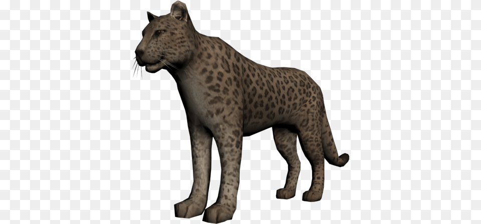 Khan The Jaguar Wiki, Animal, Mammal, Panther, Wildlife Png Image
