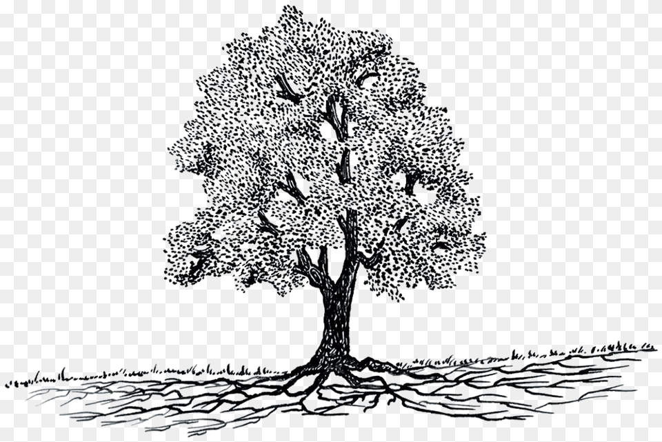 Khatri Society Do Tree Roots Grow, Art, Drawing, Plant Png