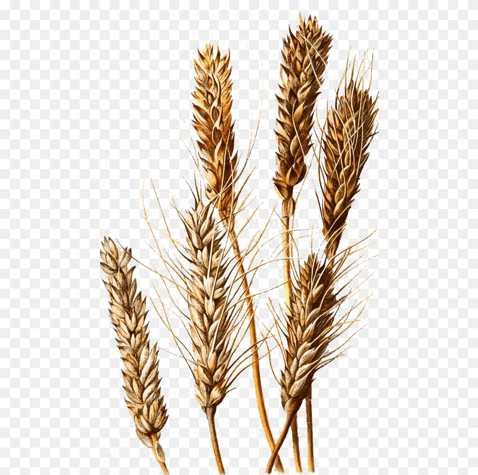 Khorasan Wheat, Food, Grain, Grass, Plant Png Image