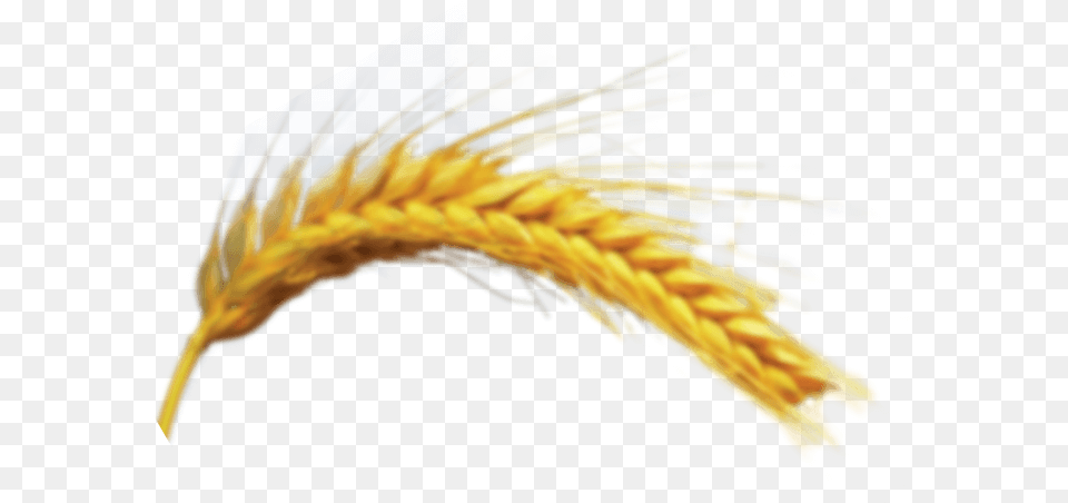 Khorasan Wheat, Food, Grain, Produce Free Png Download