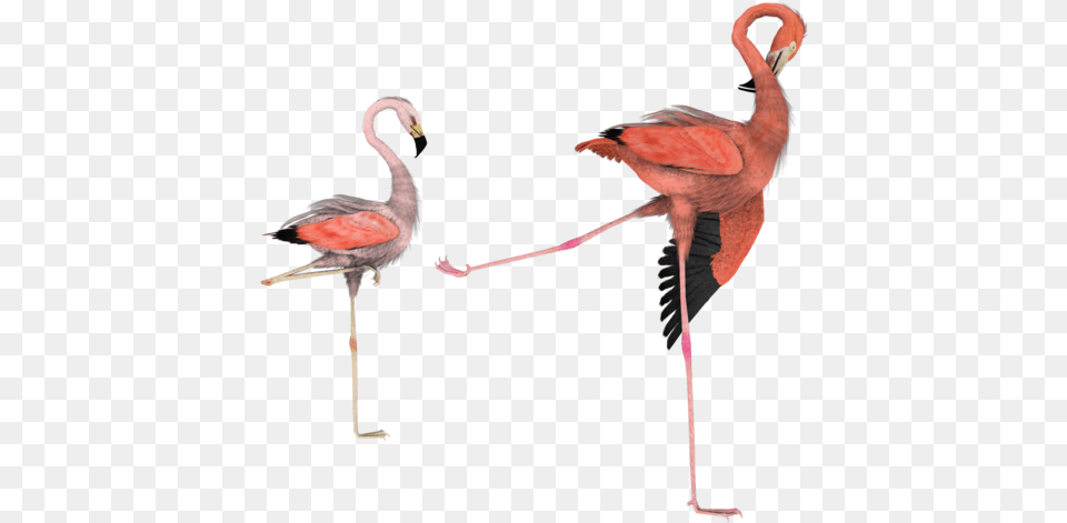 Kick It Out Bird By Madetobeunique Flamingo Fight Transparent Background, Animal Png