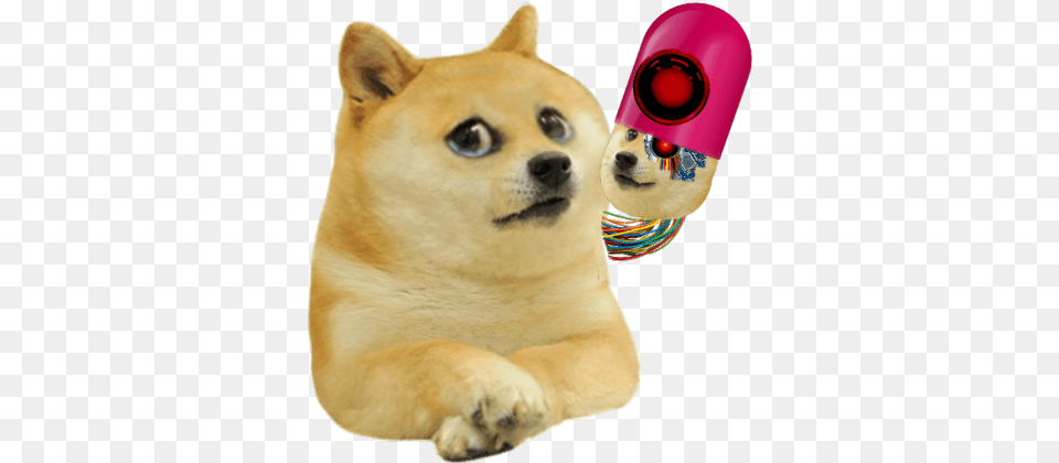 Kid Doge, Animal, Canine, Dog, Mammal Png