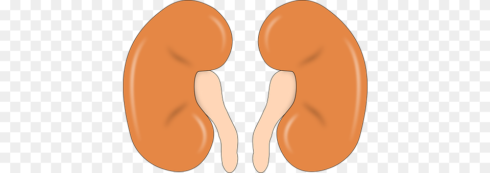 Kidney Food, Produce, Bean, Plant Png Image