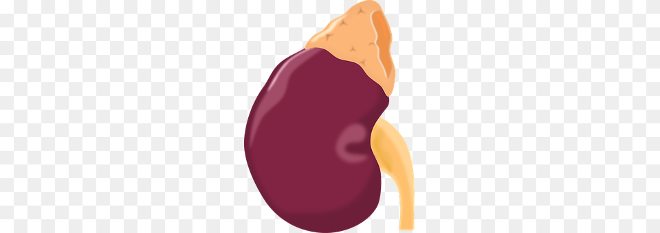 Kidney Food, Produce, Adult, Female Free Transparent Png