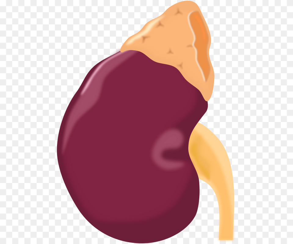 Kidney, Food, Produce, Adult, Female Png