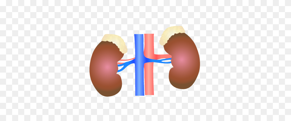 Kidney, Food, Smoke Pipe Png