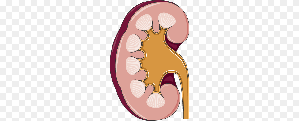 Kidney, Body Part, Mouth, Person, Face Png