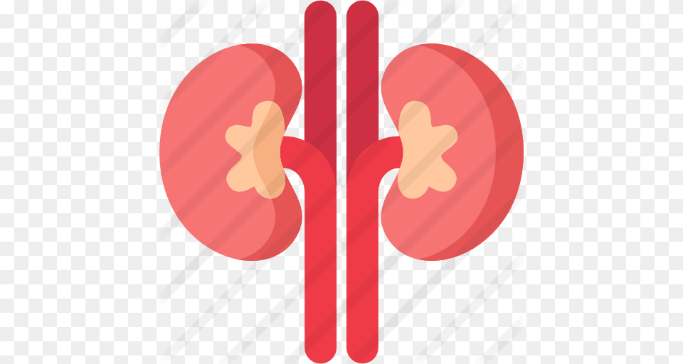 Kidney, Heart Png Image