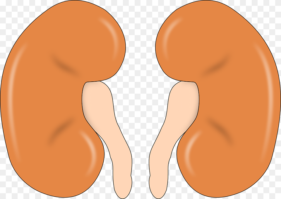 Kidney Anatomy Human Man Organ Kidney Organ Clip Art, Food, Produce, Adult, Female Png Image