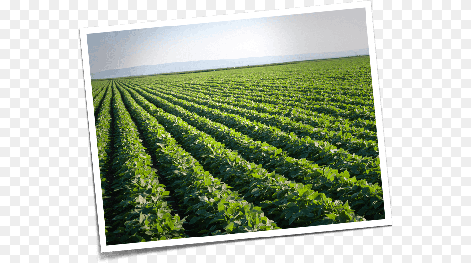 Kidney Beans On Field, Agriculture, Countryside, Nature, Outdoors Free Transparent Png