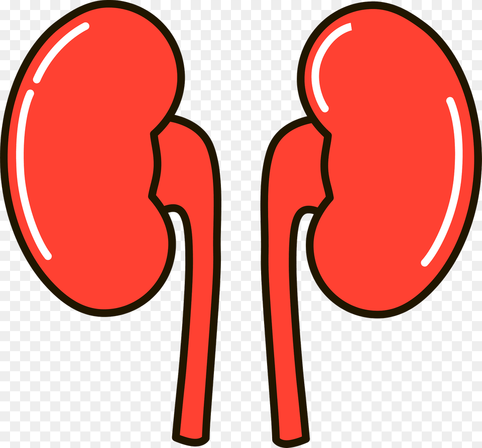 Kidney Clipart Free Png