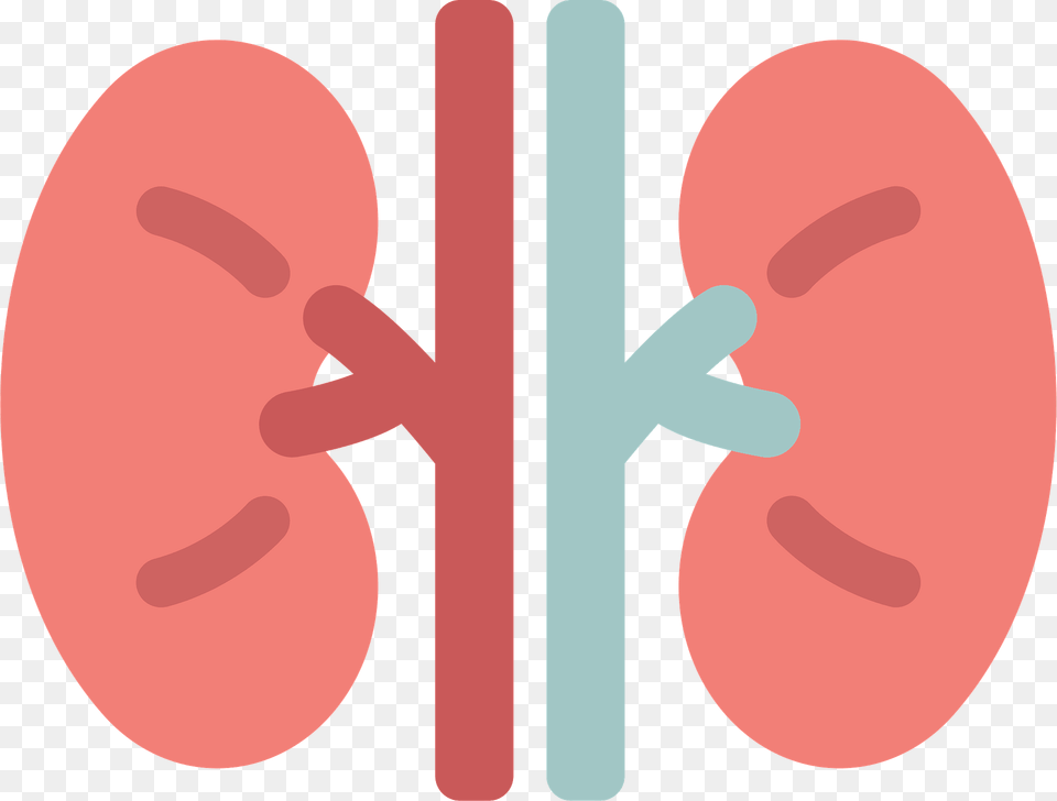 Kidney Clipart Free Png