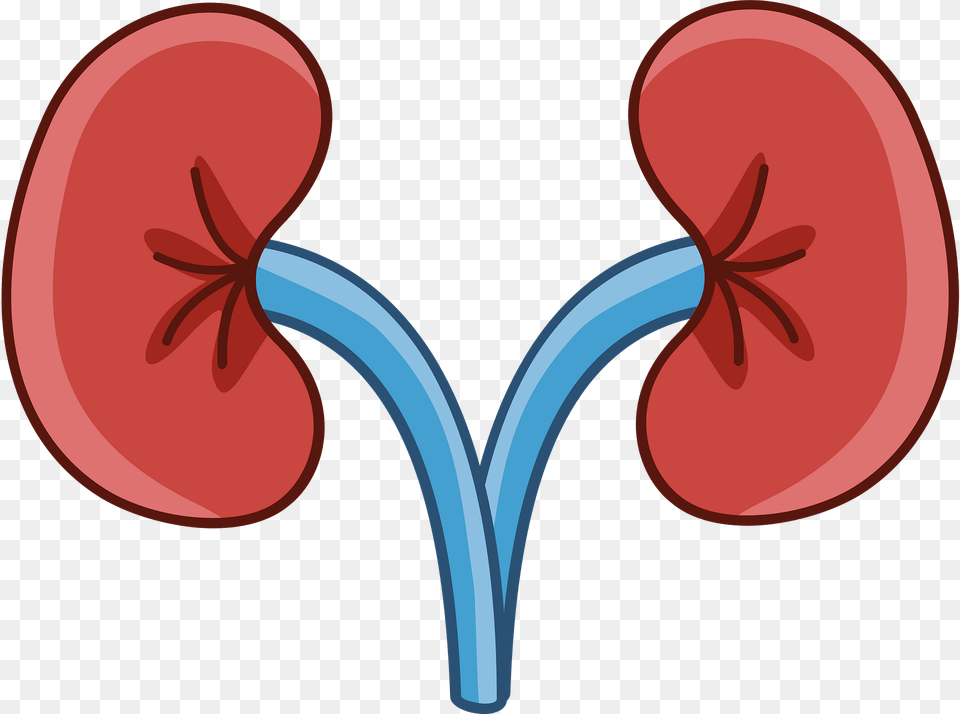 Kidney Clipart, Heart, Flower, Plant, Food Free Png