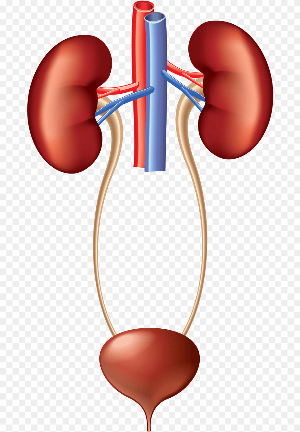Kidney Clipart Urinary System, Heart, Dynamite, Weapon, Smoke Pipe Free Transparent Png