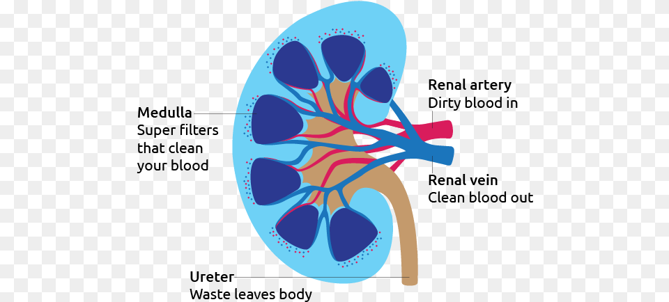 Kidney Diagram Kidney, Ct Scan, Racket, Animal, Fish Free Transparent Png
