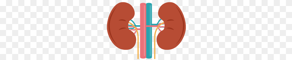 Kidney Disease, Ct Scan Png Image