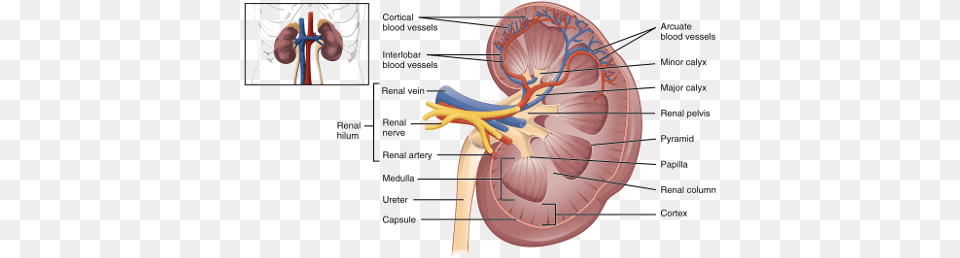 Kidney Functions Internal Structure Of Human Kidney Kidney Internal, Body Part, Face, Head, Person Free Png