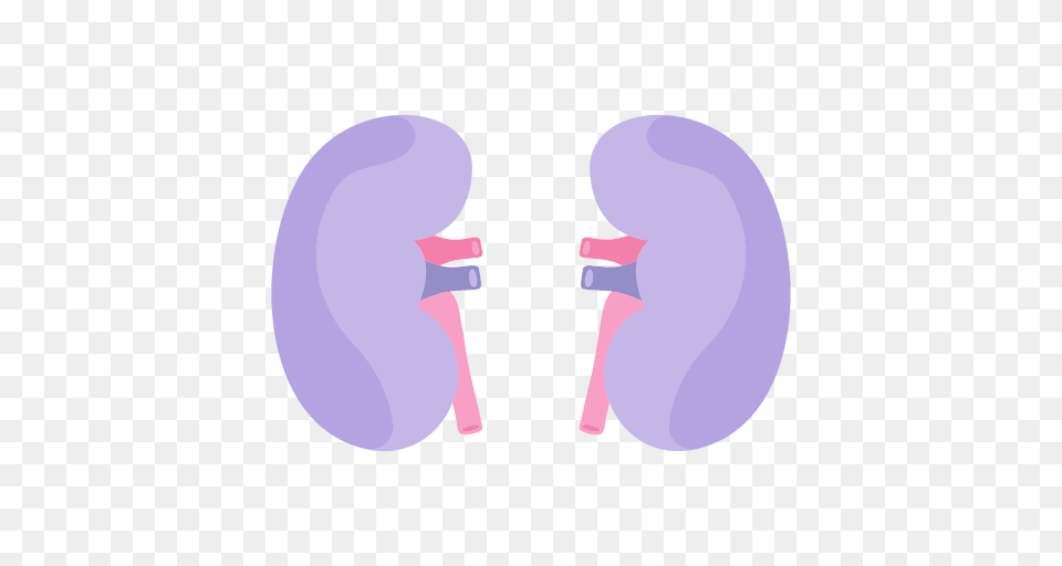 Kidney Human Organ, Purple Free Png