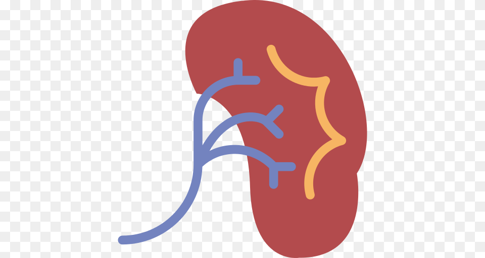 Kidney Icon Free Png