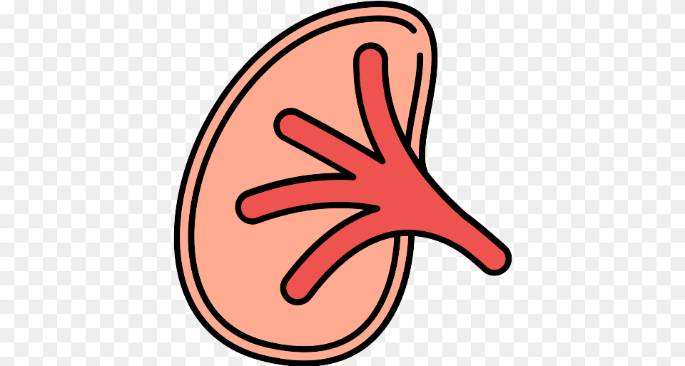 Kidney Icon Language, Flower, Plant Png Image