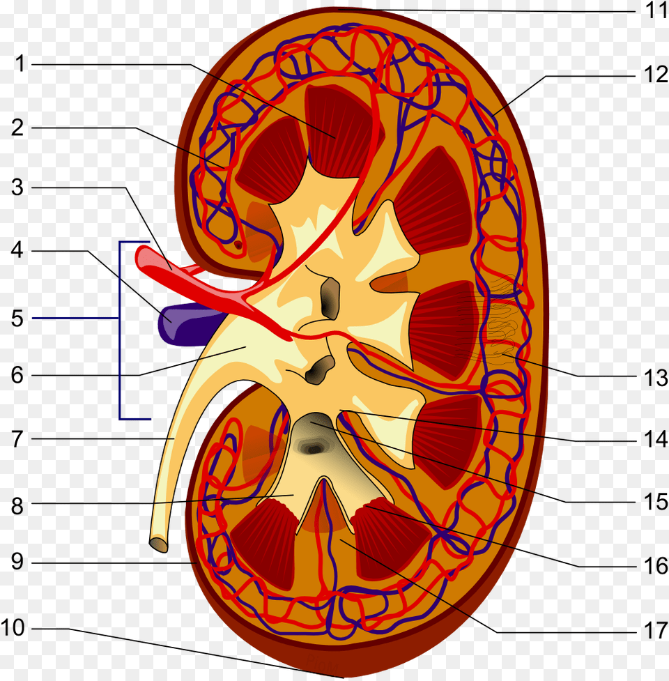 Kidney Piom Parts Of The Kidney, Person, Face, Head Free Png Download