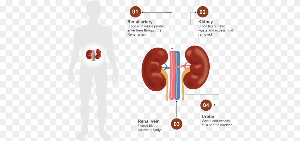 Kidneys Filter Blood And Remove Waste Size Of Your Kidney, Chart, Plot, Adult, Male Free Png Download