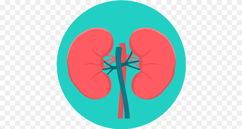 Kidneys Kidney Icon Kidney, Ct Scan, Disk, Heart, Face Png Image