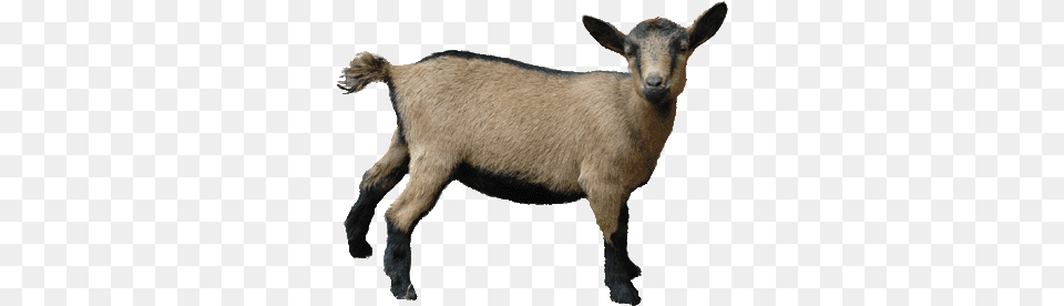 Kids Goat Transparent Clipart Goat Picture Without Background, Livestock, Animal, Mammal, Sheep Png Image