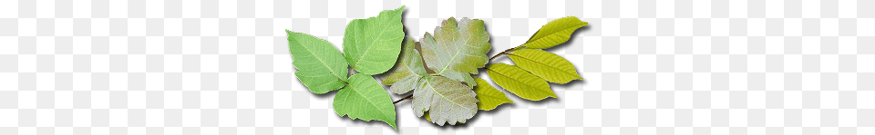 Kids Safety Poison Ivy, Leaf, Plant, Tree Free Png Download