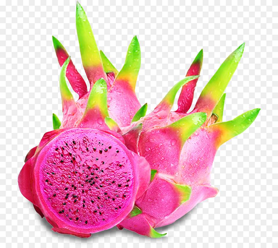 Kien Import Export Trading Co Ltd Purple Dragon Fruit Dragon Fruit Bright Transparent, Flower, Plant, Petal, Rose Png Image