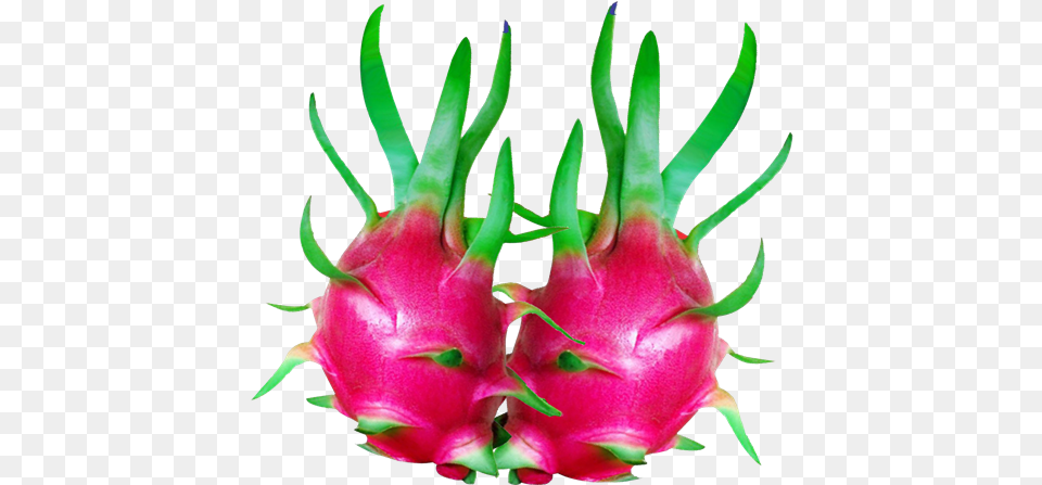 Kien Import Export Trading Co Ltd Purple Dragon Fruit Pitaya, Food, Produce, Flower, Plant Free Transparent Png