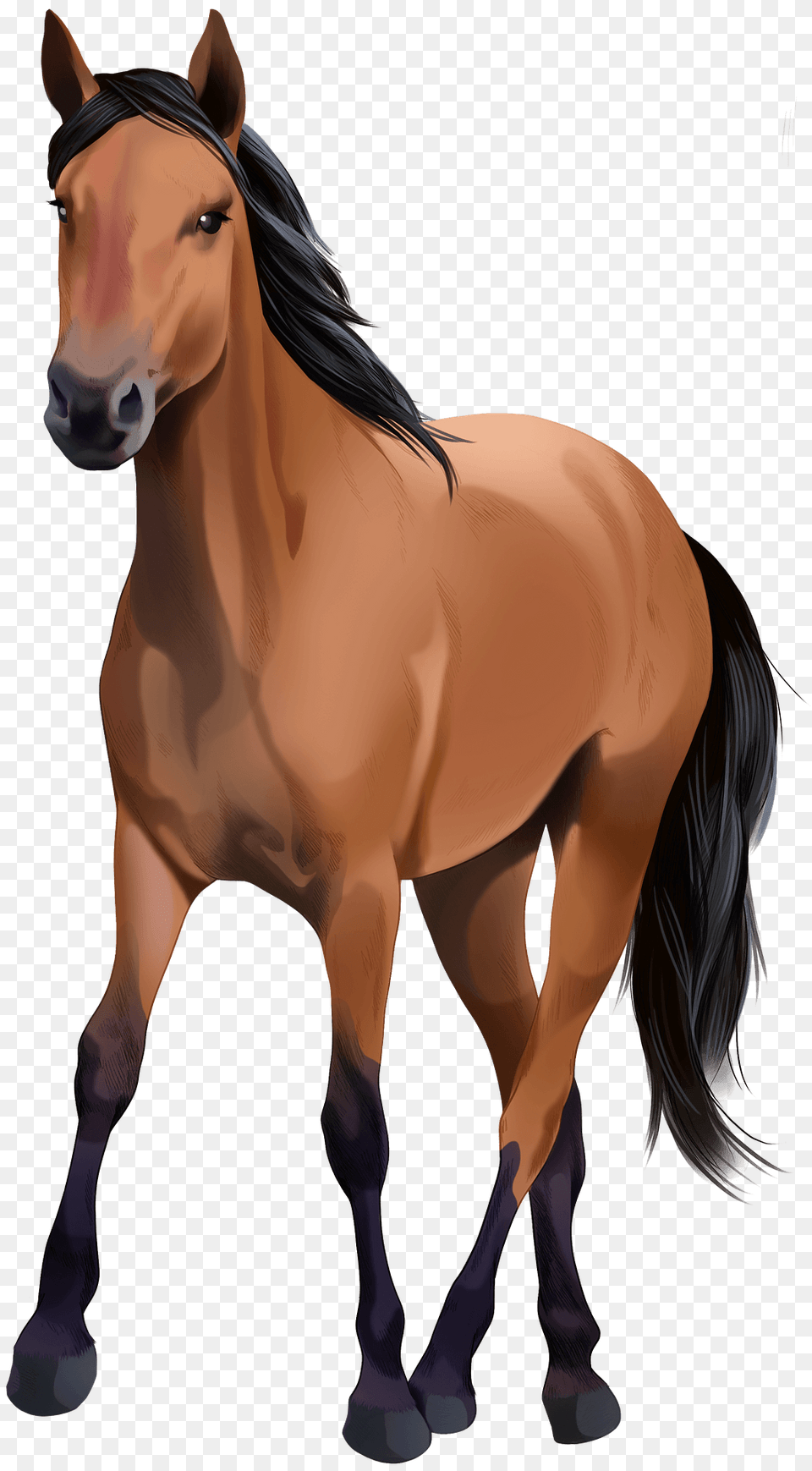 Kiger Mustang Clipart, Animal, Colt Horse, Horse, Mammal Free Transparent Png