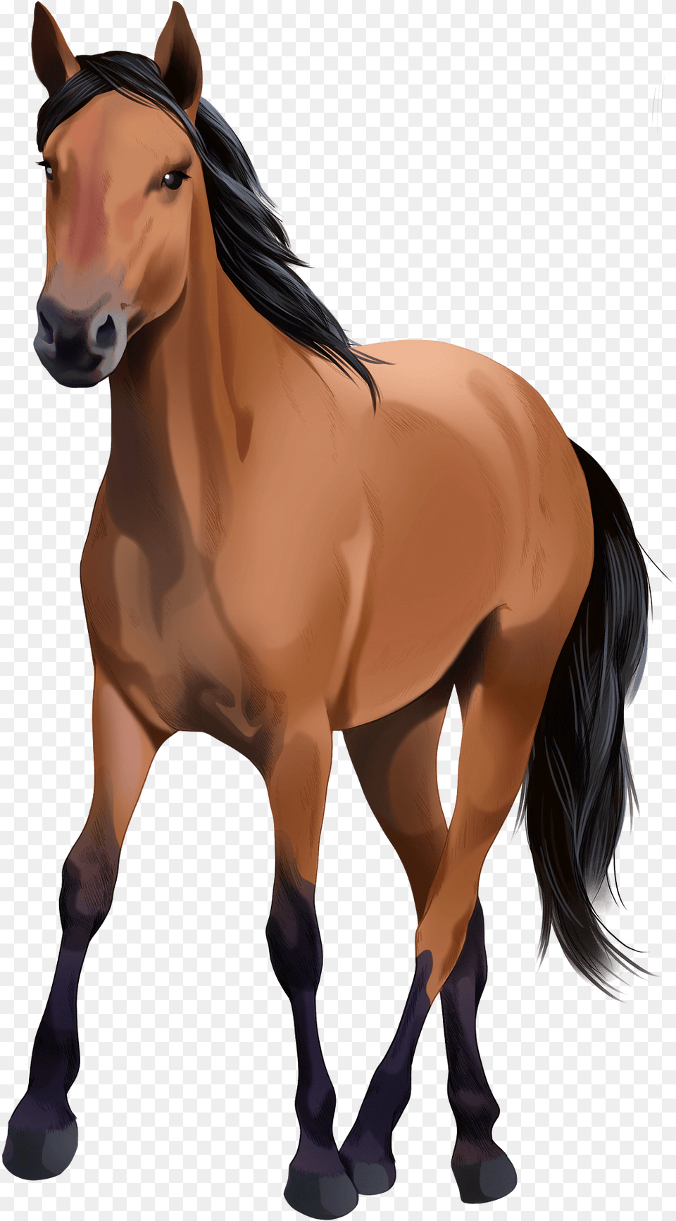 Kiger Mustang Clipart Mane, Animal, Colt Horse, Horse, Mammal Free Png