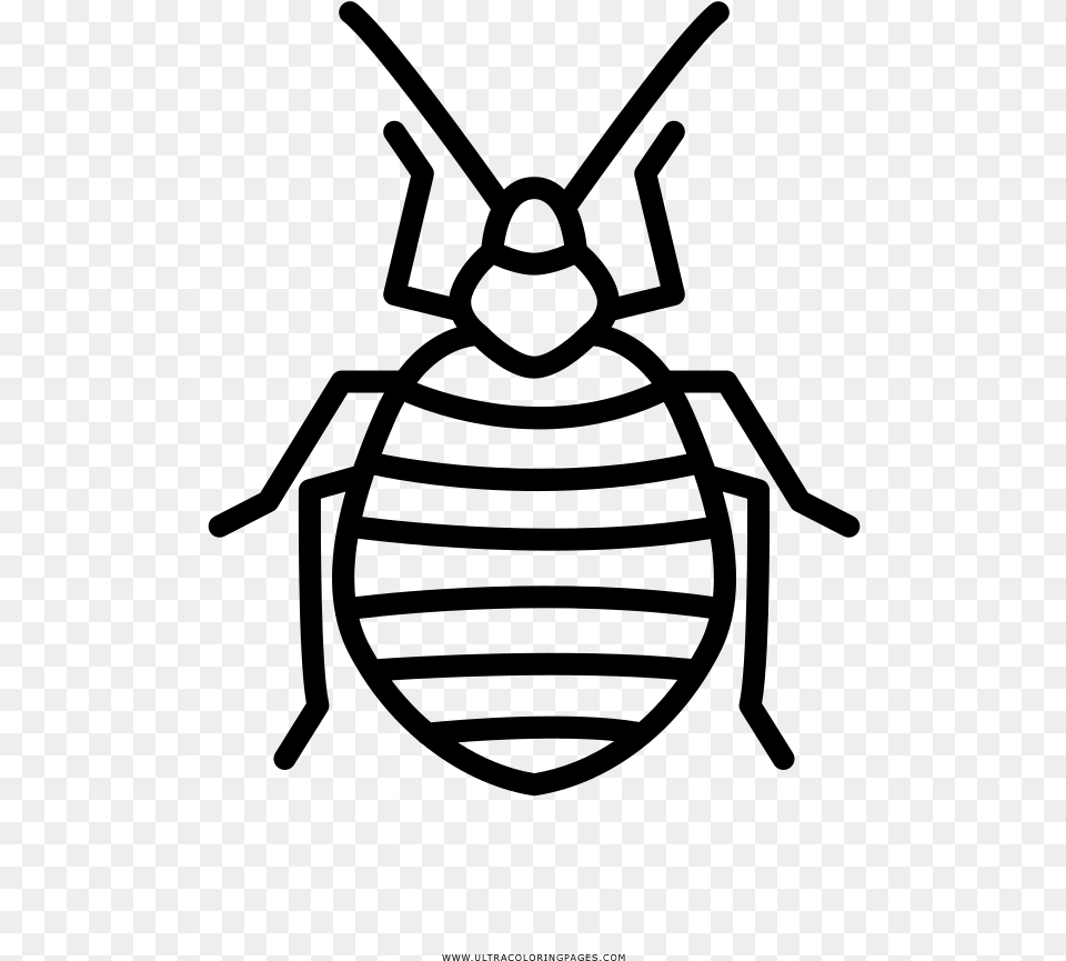 Kill Bed Bugs Houston, Gray Free Transparent Png