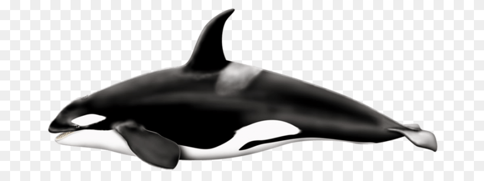 Killer Left Whale, Animal, Sea Life, Mammal, Orca Png