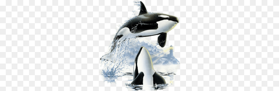 Killer Whale, Animal, Mammal, Orca, Sea Life Free Transparent Png