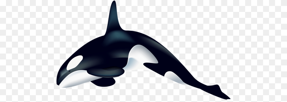 Killer Whale, Animal, Sea Life, Mammal, Orca Free Png Download