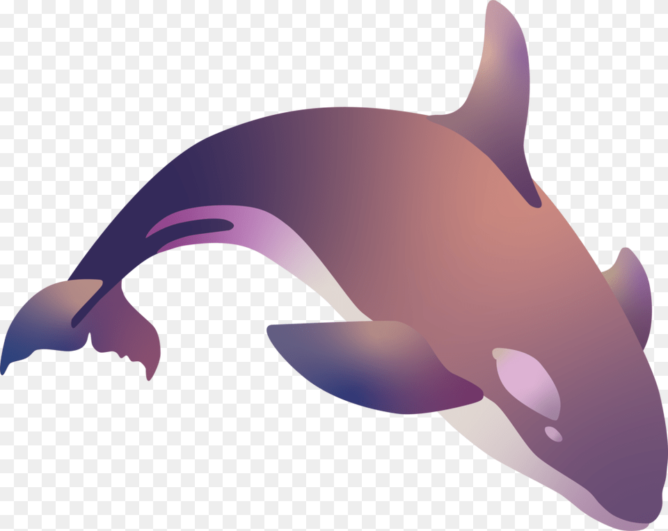 Killer Whale, Animal, Sea Life, Baby, Person Png Image