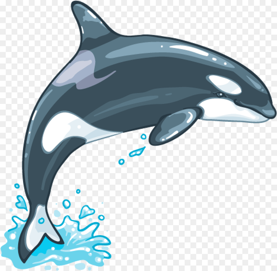 Killer Whale, Animal, Dolphin, Mammal, Sea Life Free Png