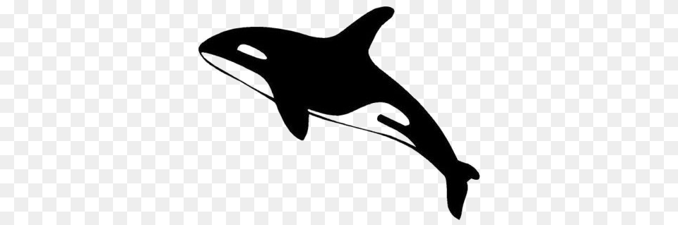Killer Whale, Animal, Sea Life, Smoke Pipe, Mammal Free Png