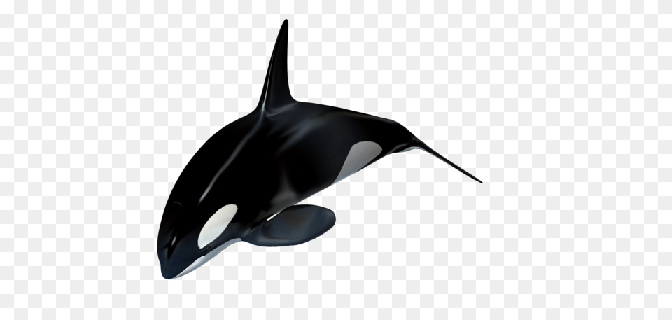 Killer Whale, Animal, Sea Life, Mammal, Orca Png